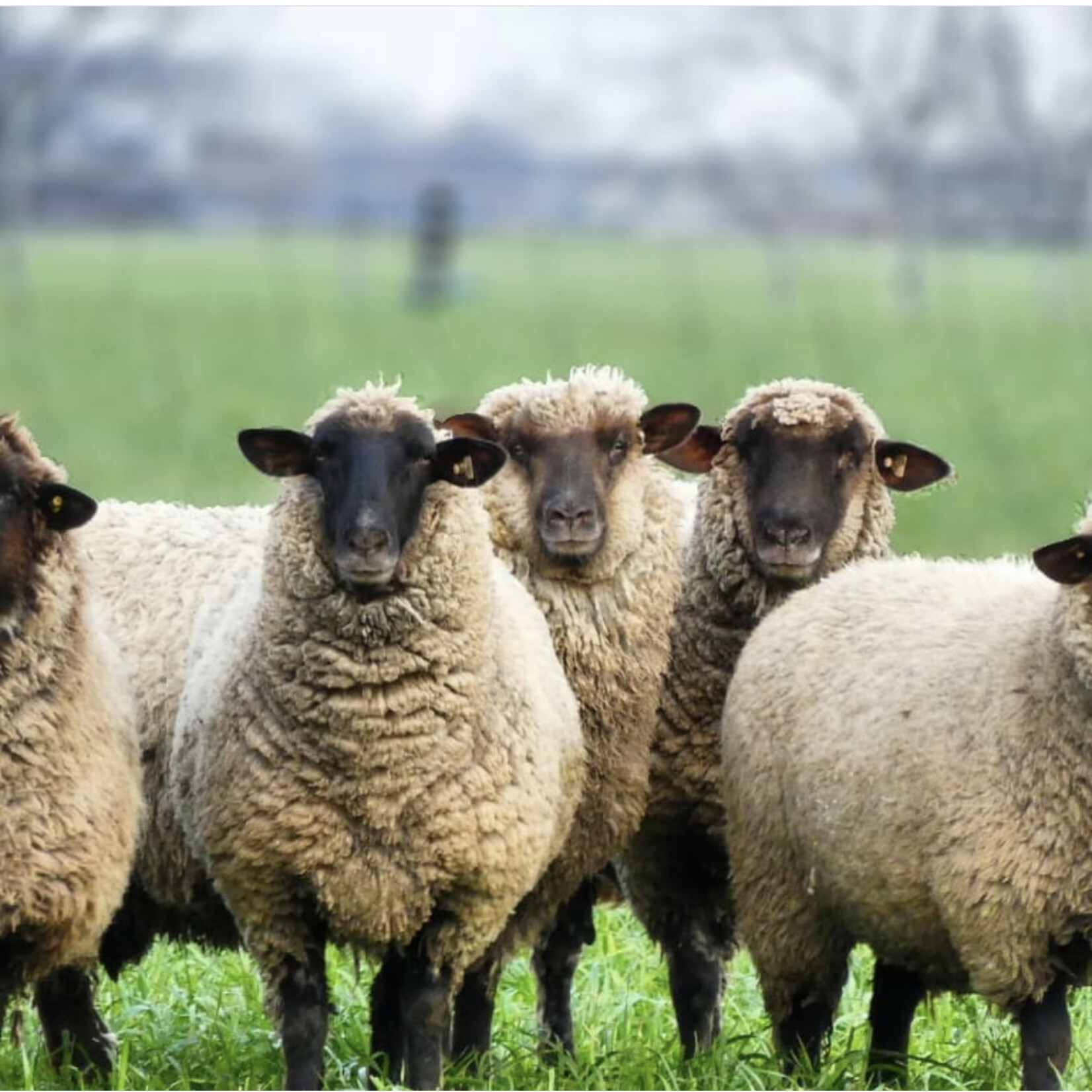 Kywie, keep it cool with wool Wijn koeler Kywie keep it cool with wool Wine Cooler Beige Silk Kywie W08SL