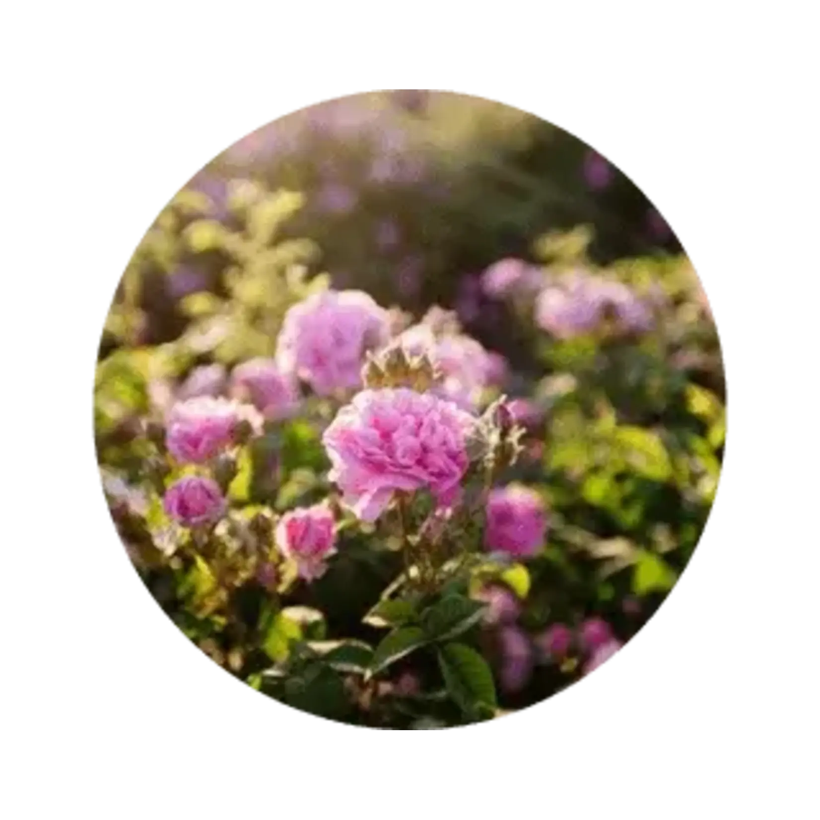 Durance Durance stuk zeep Rose & Saffron Savon de Marseille zeep Durance 241512