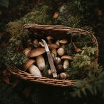 Gefu Gefu Silva Champignonsnijder champignon mes met Champignon borstel Gefu 13814