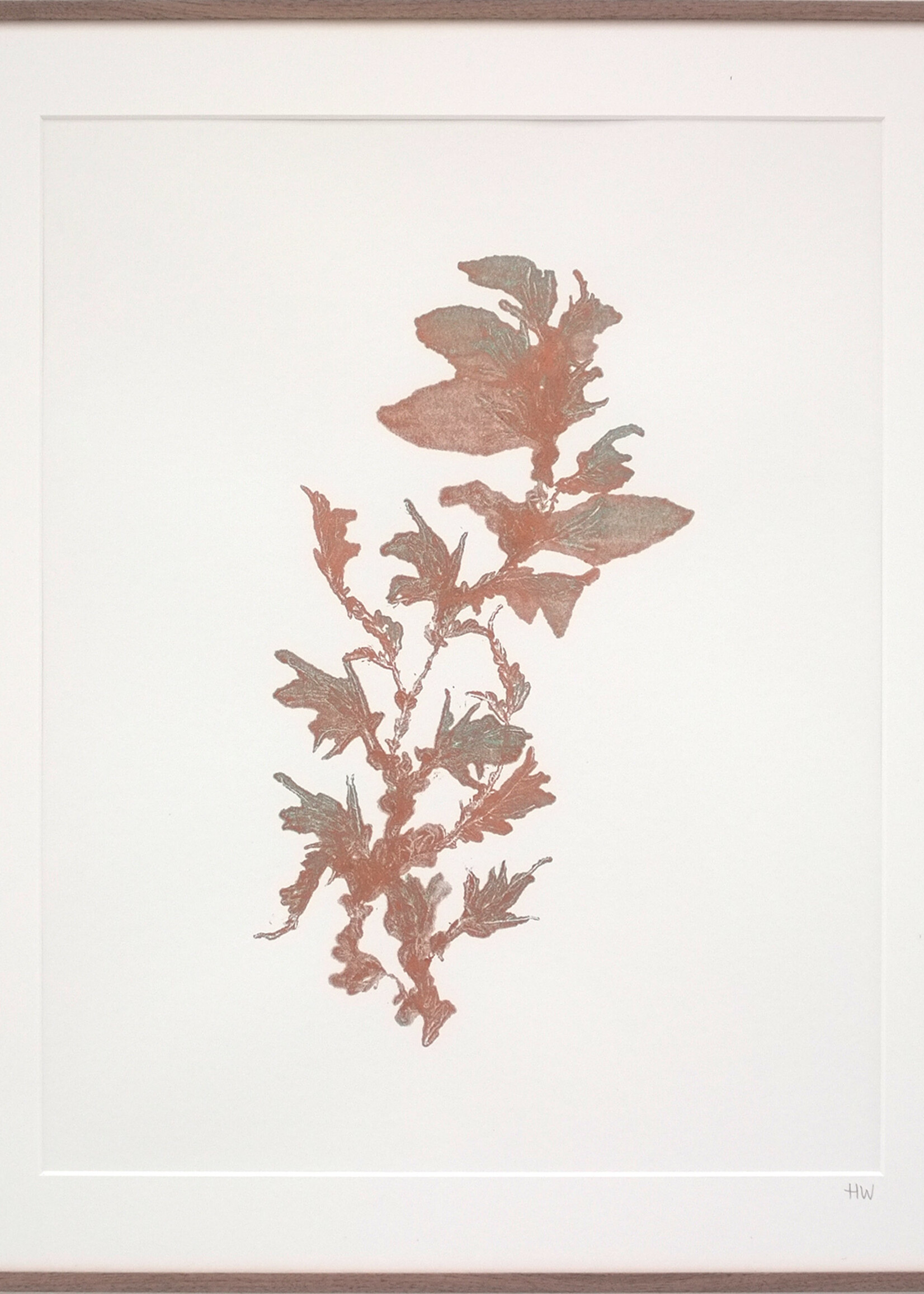 Hinke Weikamp Hinke Weikamp - Print 'Encyclopedia of Newfound Plants'