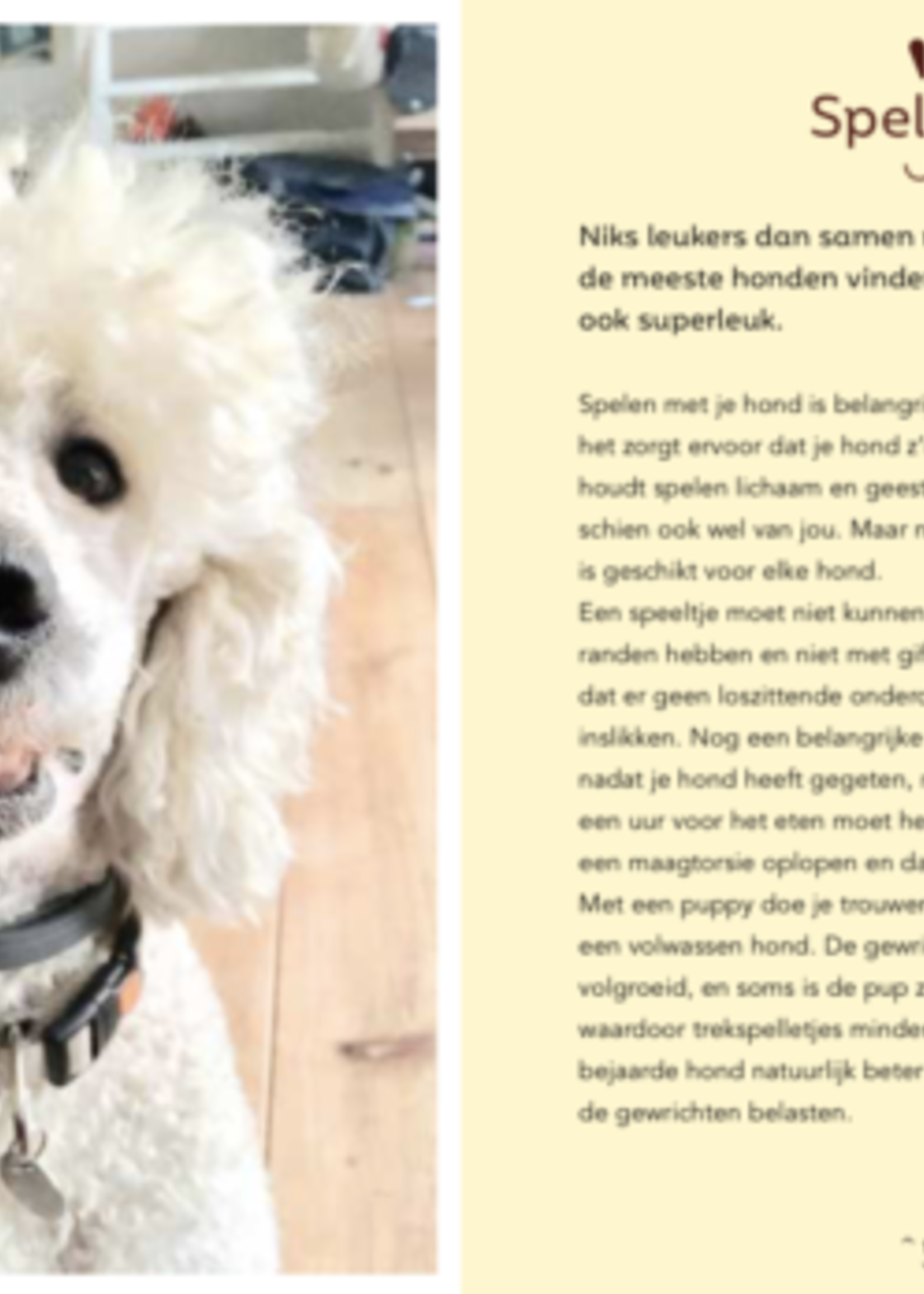 Snor Snor - Hondenbazen