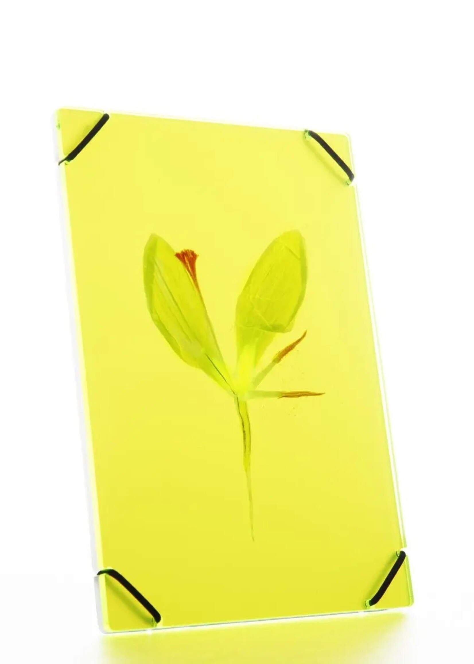 Carmela Bogman Flower Frame