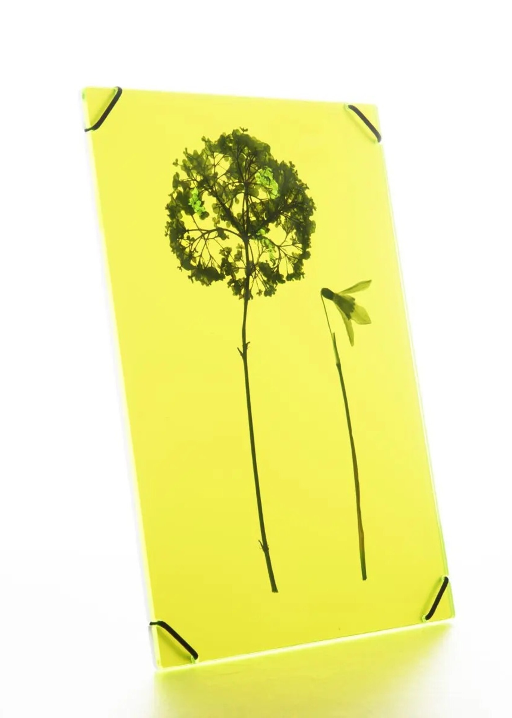 Carmela Bogman Flower Frame