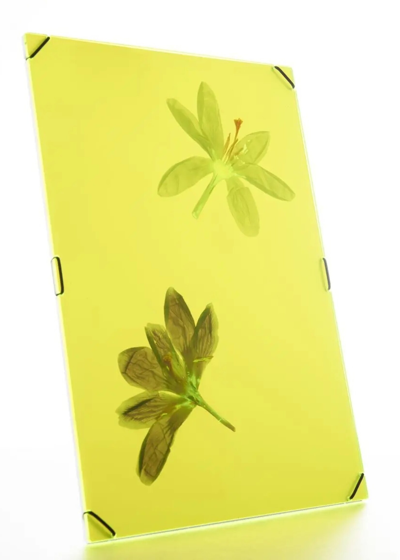 Carmela Bogman Flower Frame