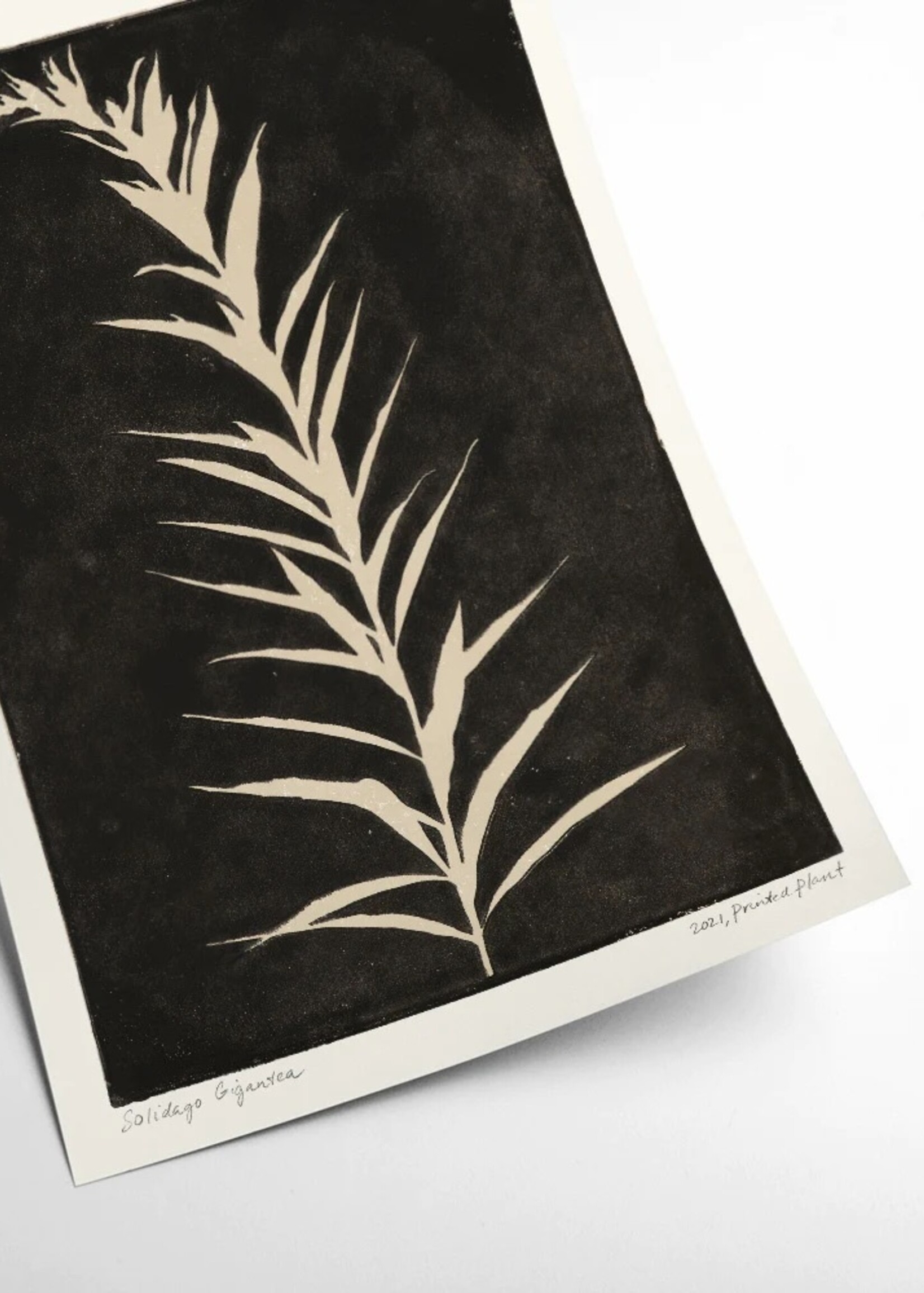 PSTR studio PSTR studio - Poster 'Solidago Gigantea II'