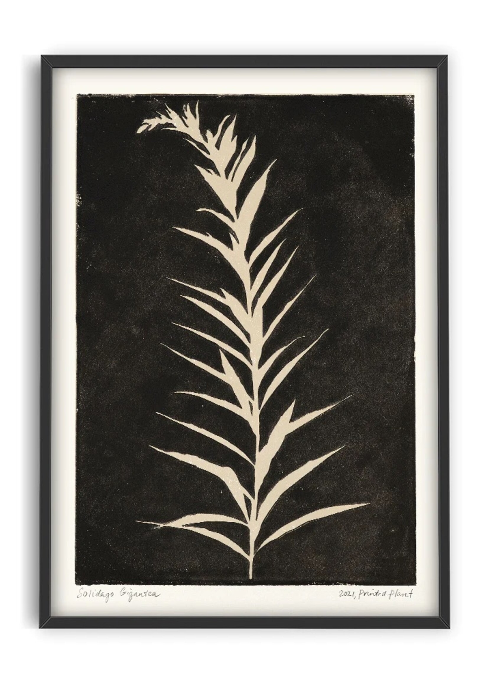 PSTR studio PSTR studio - Poster 'Solidago Gigantea II'