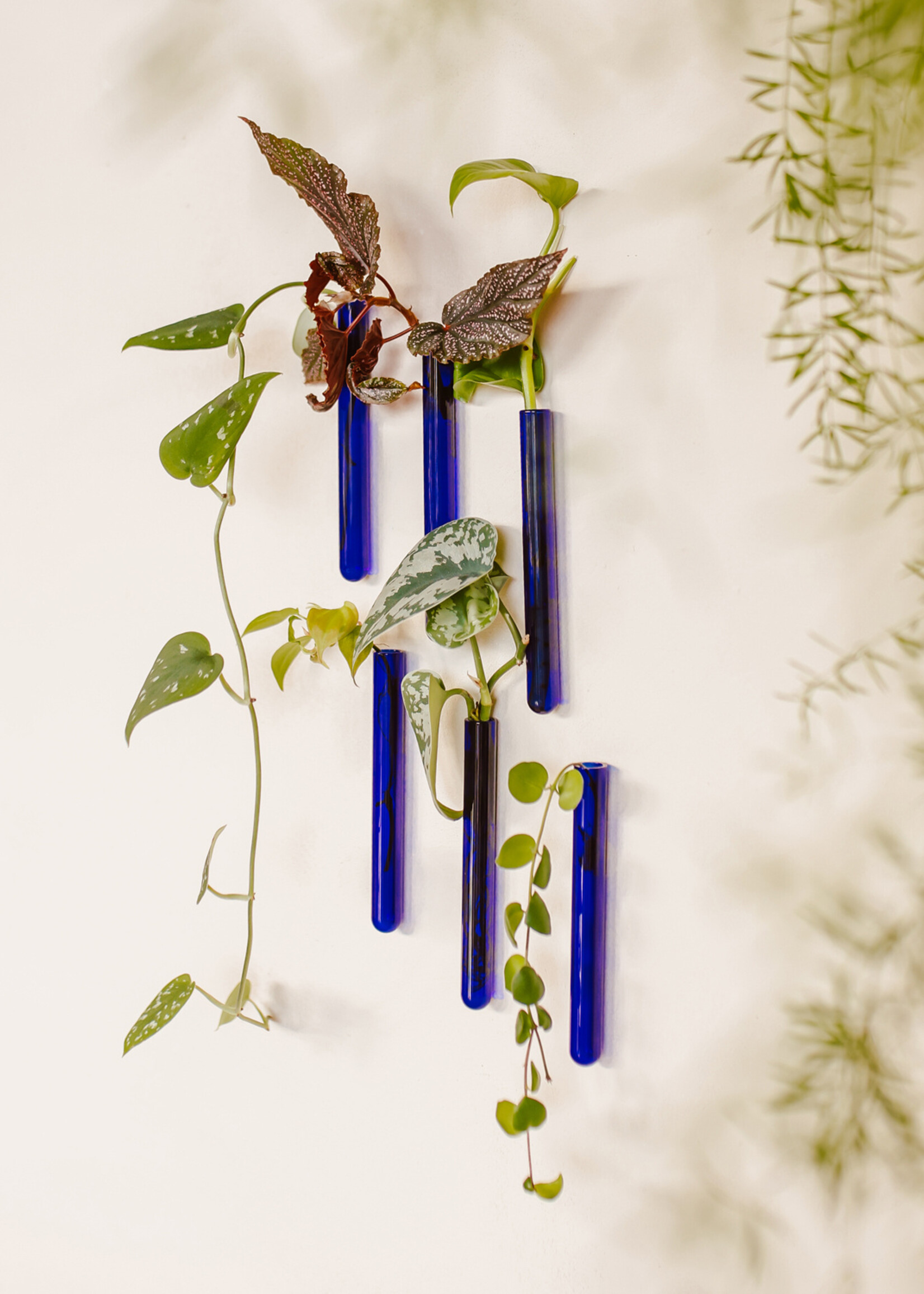 Muurbloempjes Muurbloempjes - Blauw
