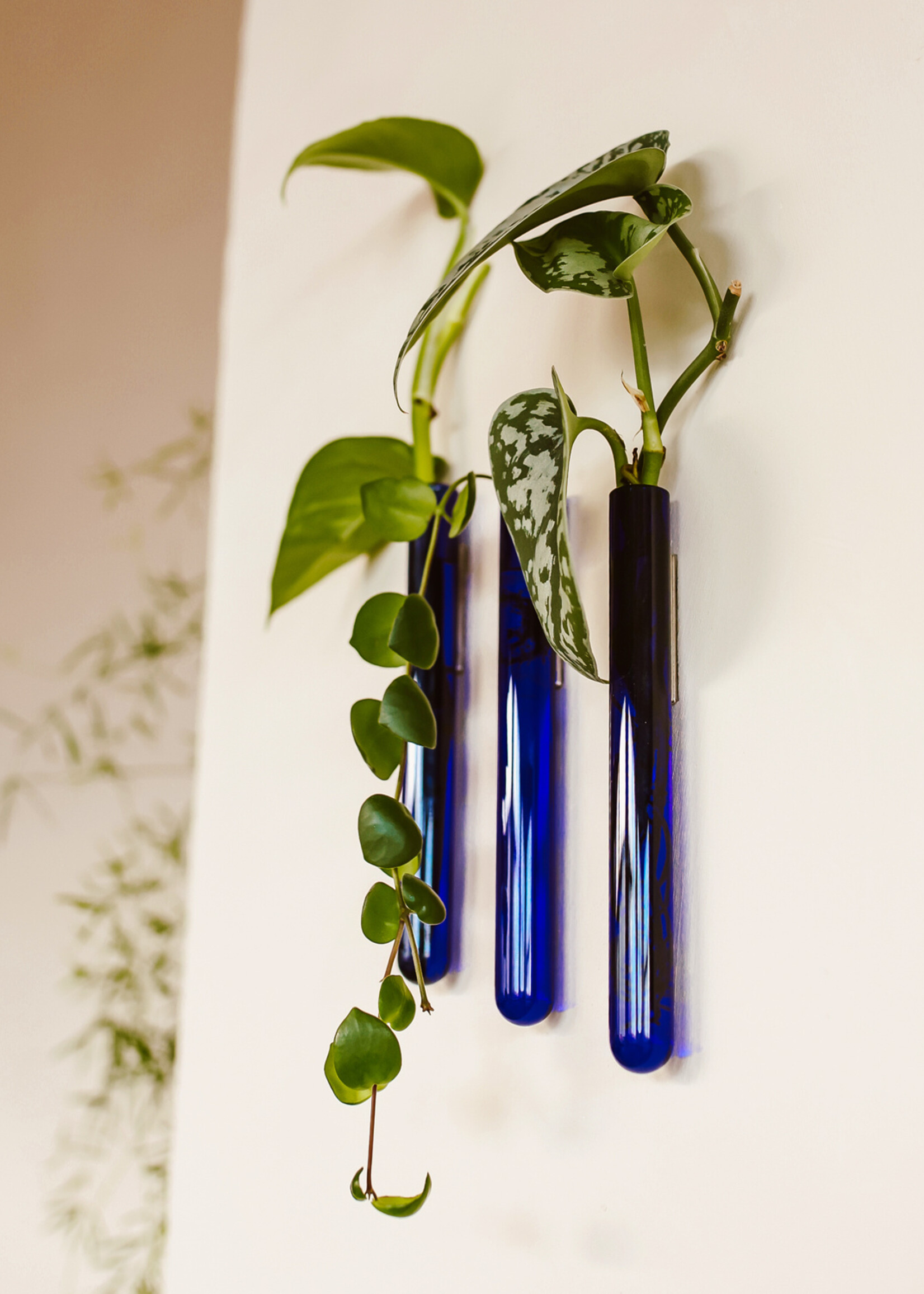 Muurbloempjes Muurbloempjes - Blauw
