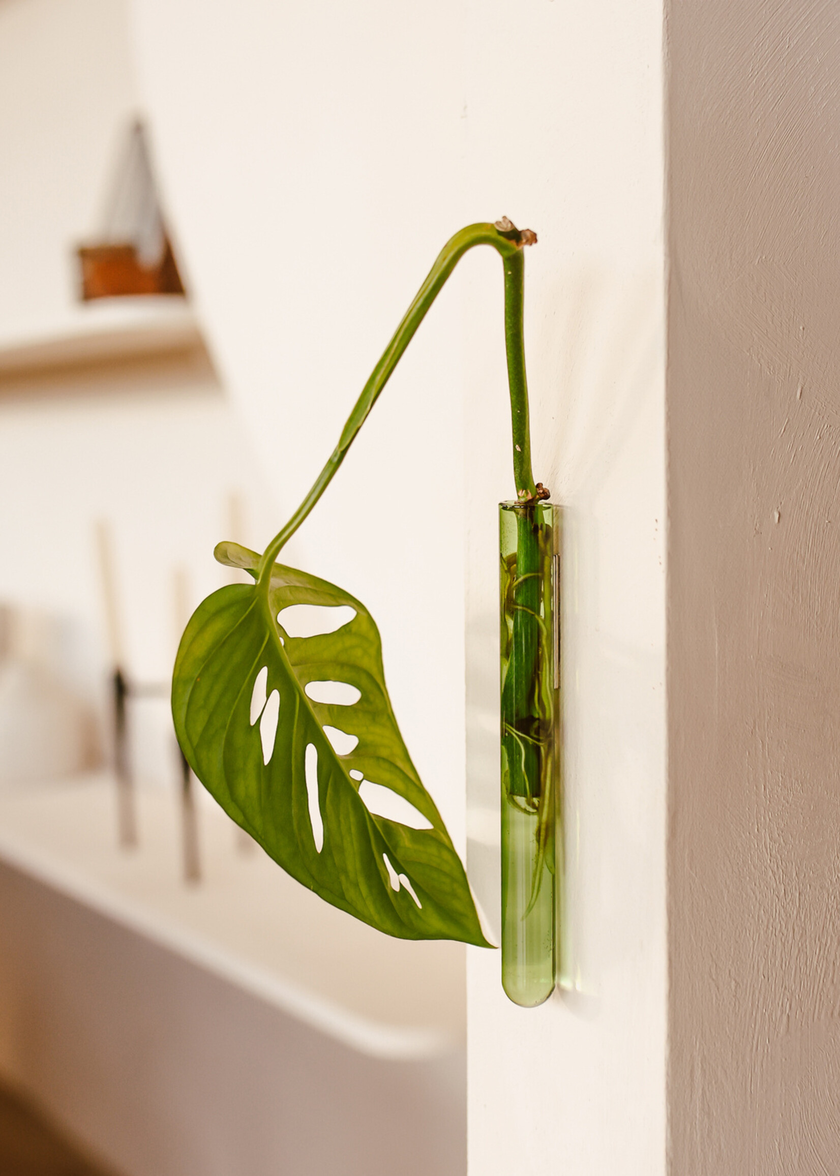 Muurbloempjes Muurbloempjes - Groen