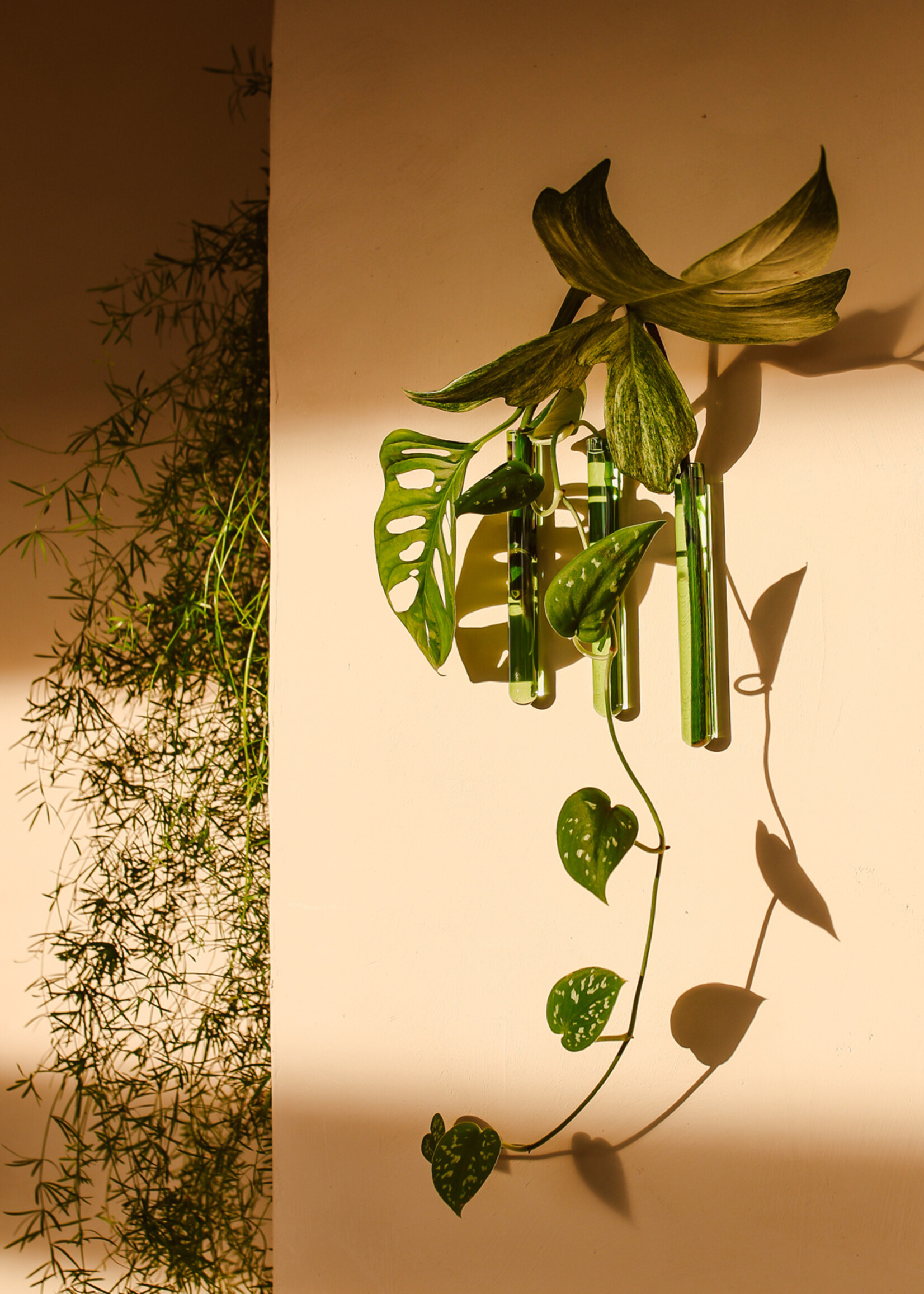 Muurbloempjes Muurbloempjes - Groen