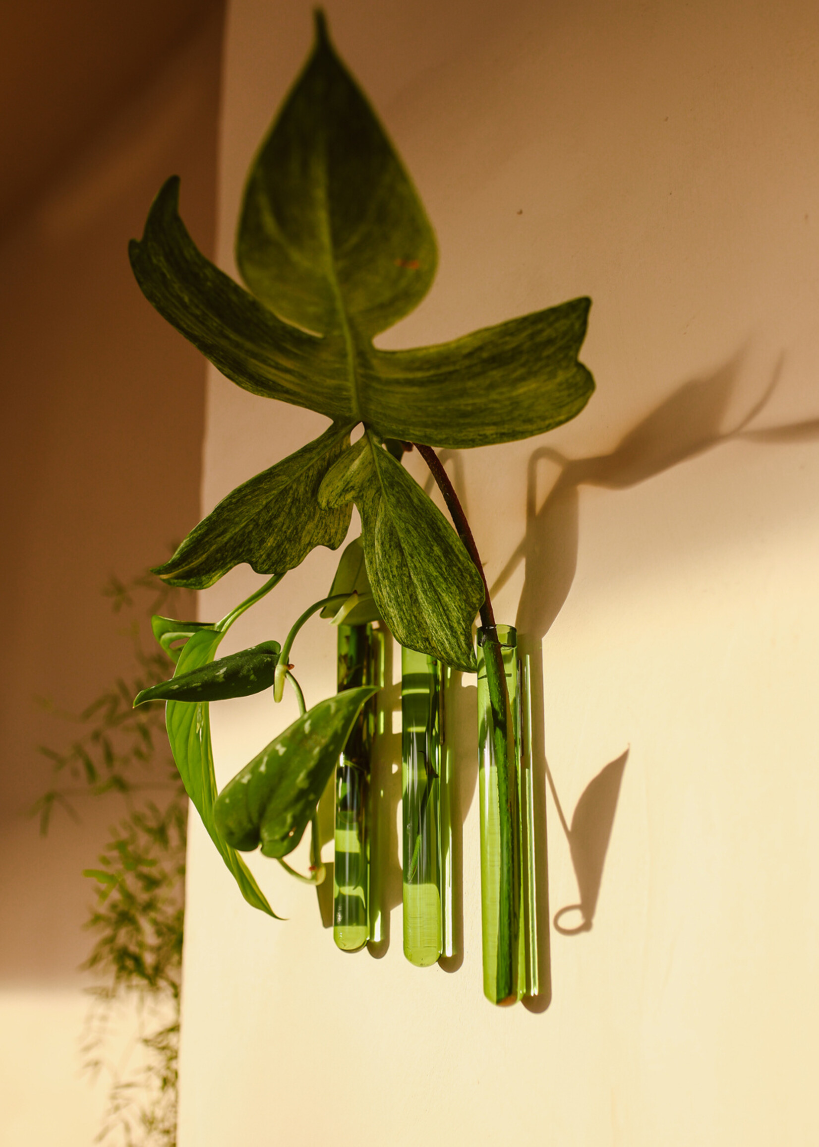 Muurbloempjes Muurbloempjes - Groen