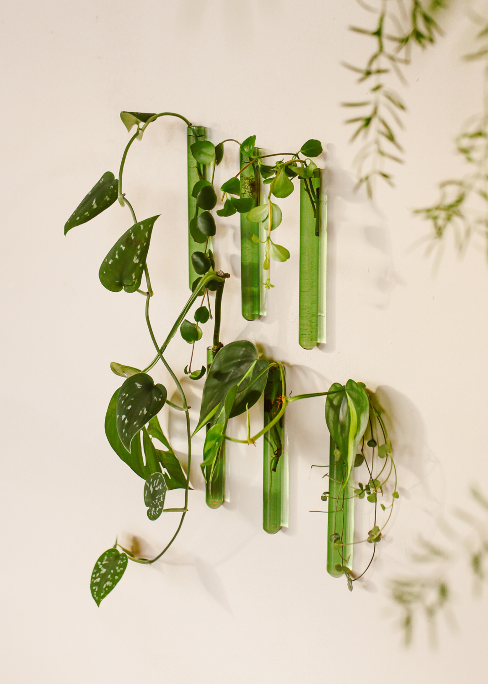 Muurbloempjes Muurbloempjes - Groen