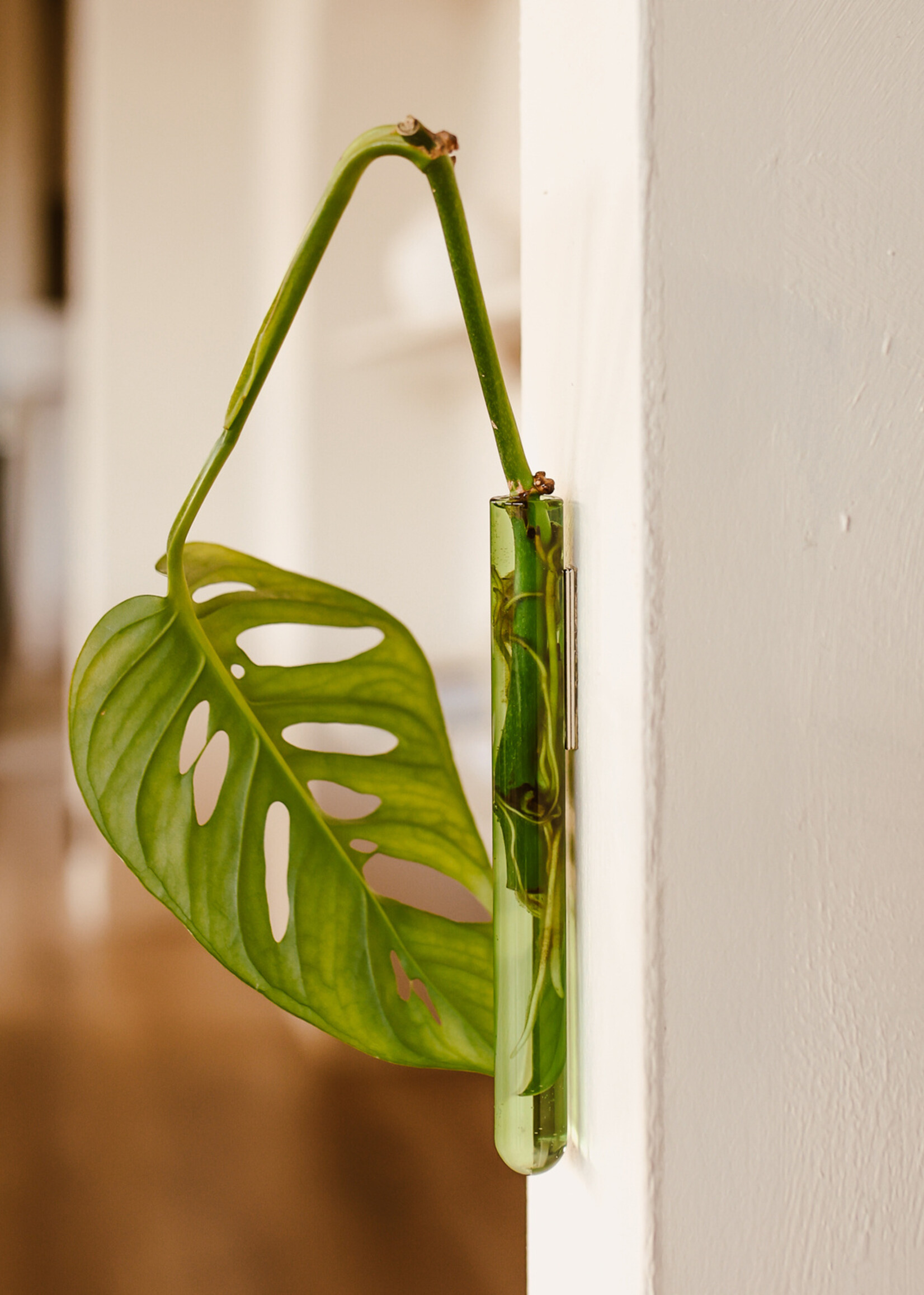 Muurbloempjes Muurbloempjes - Groen