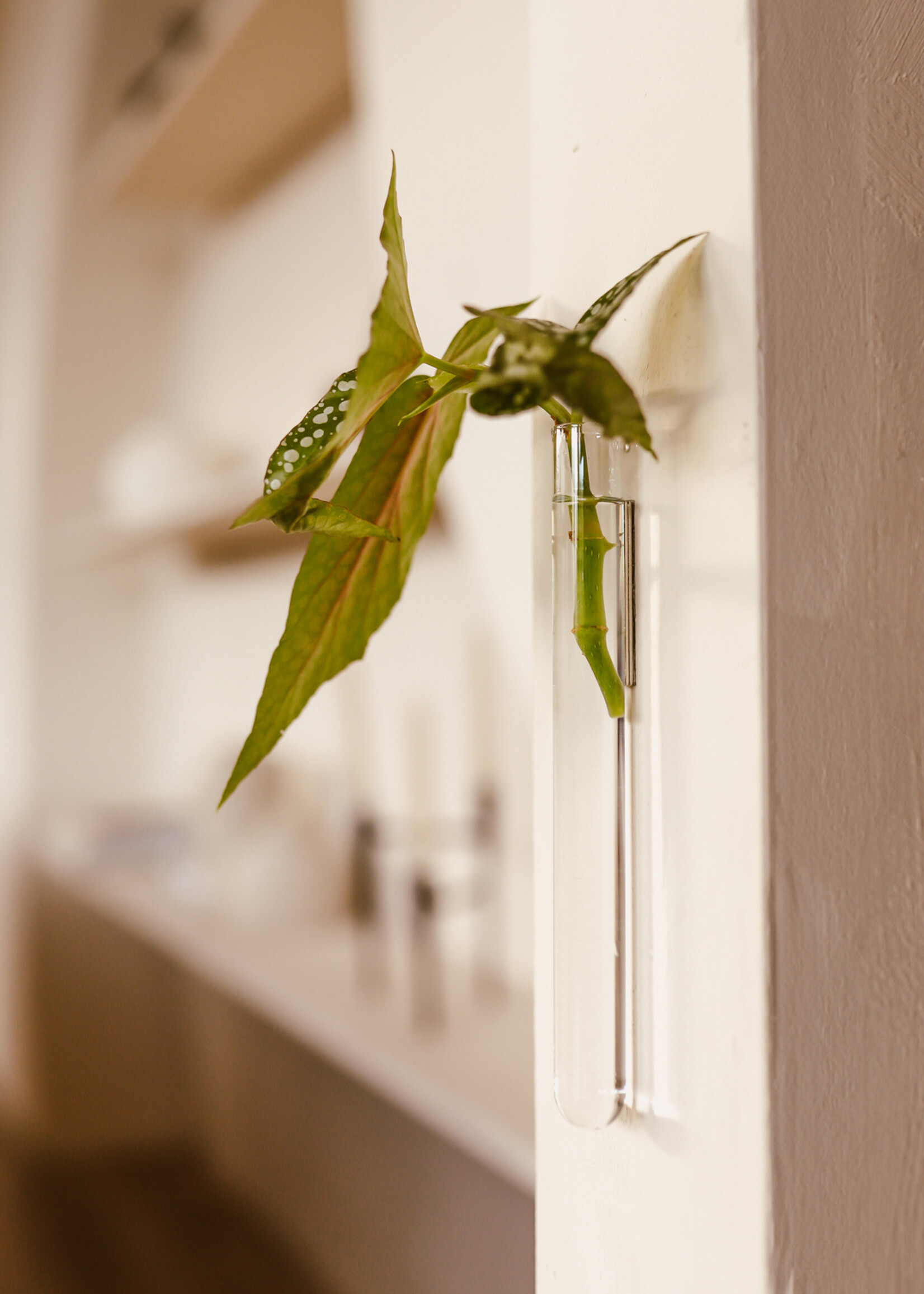 Muurbloempjes Muurbloempjes - Transparant