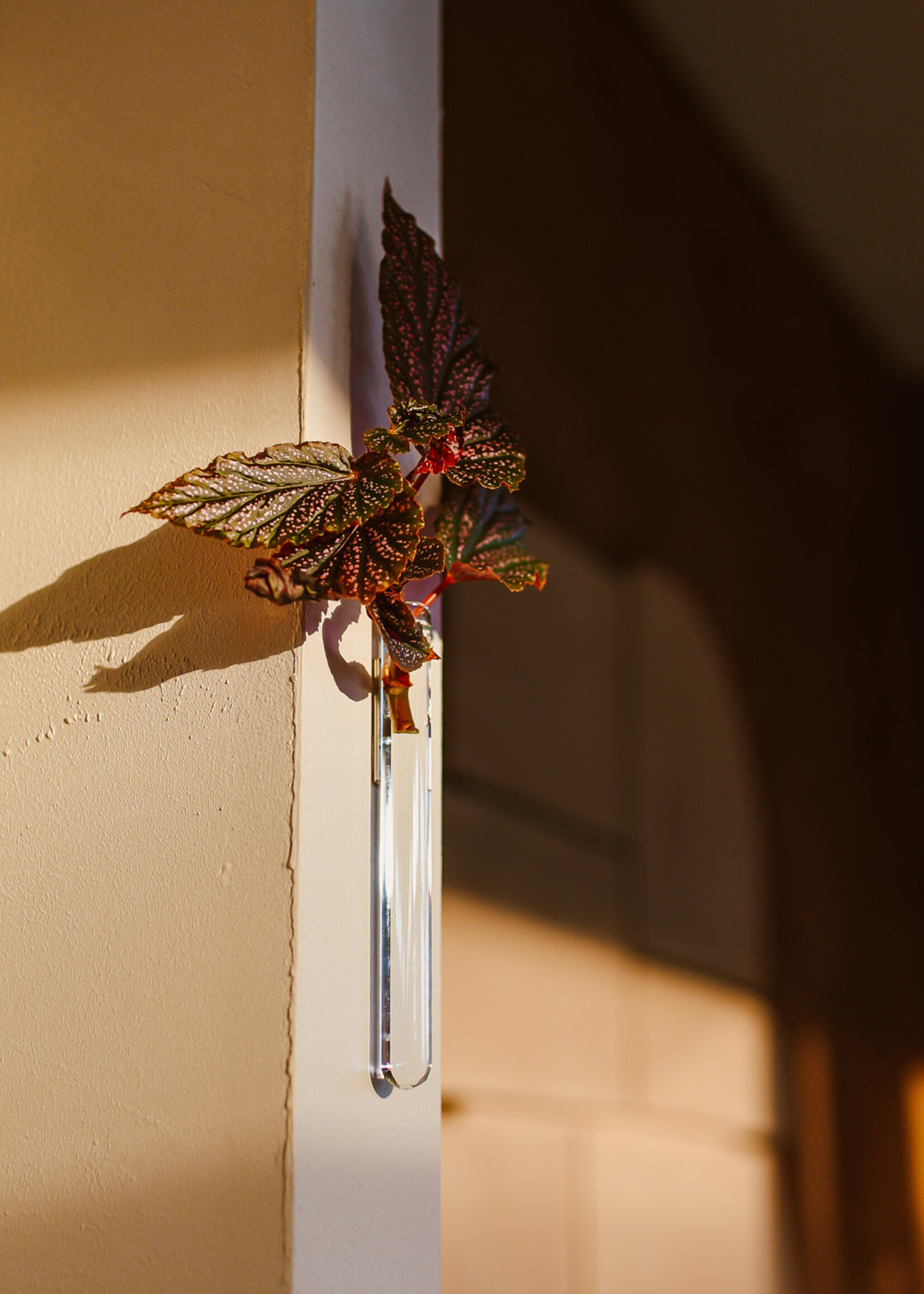 Muurbloempjes Muurbloempjes - Transparant