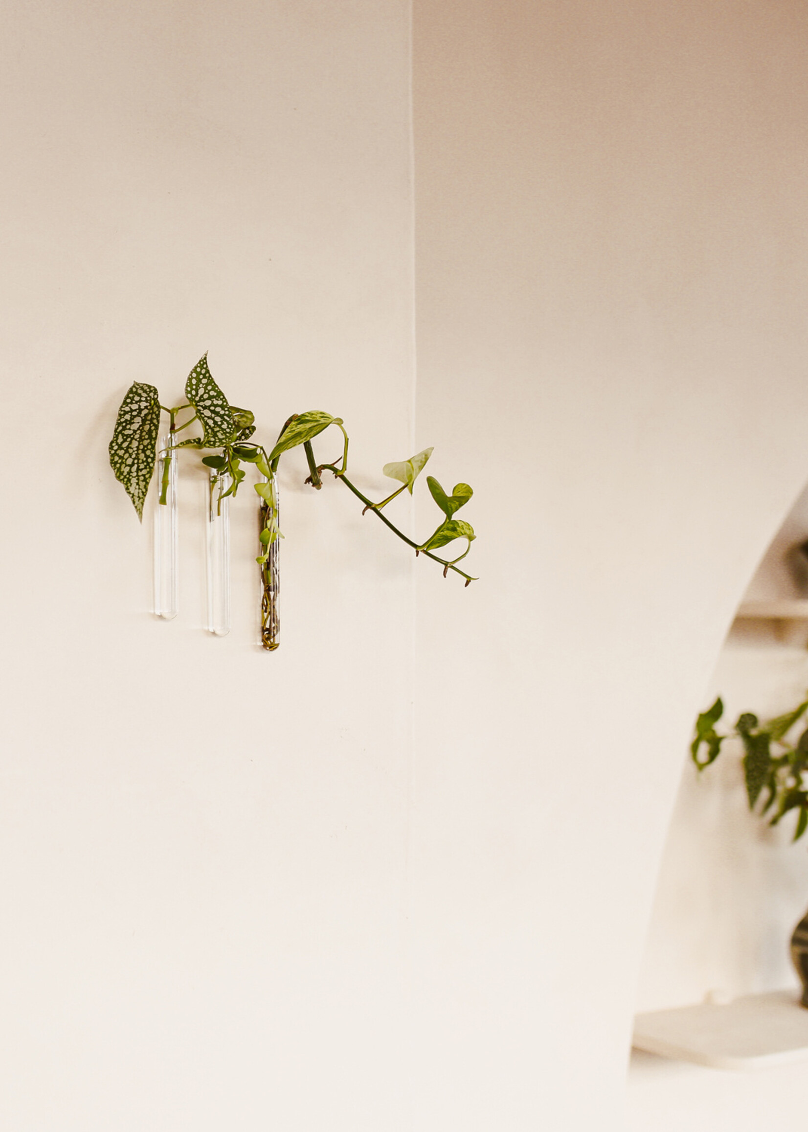 Muurbloempjes Muurbloempjes - Transparant