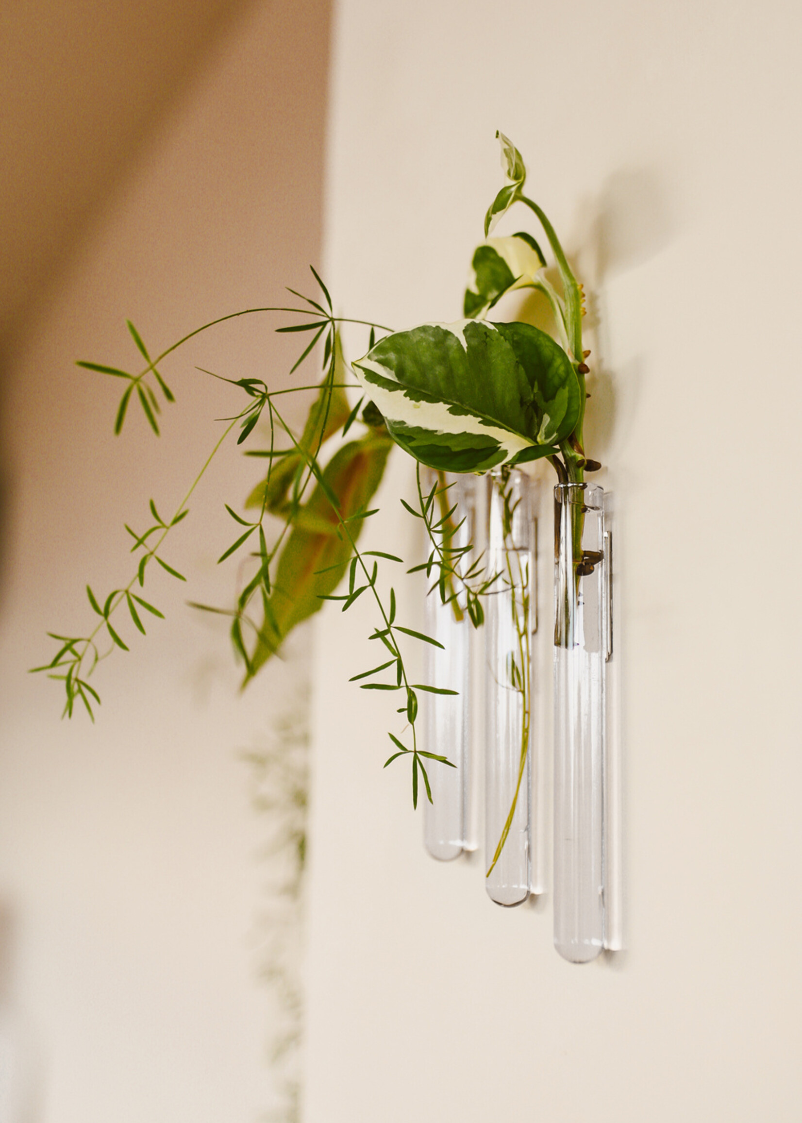 Muurbloempjes Muurbloempjes - Transparant