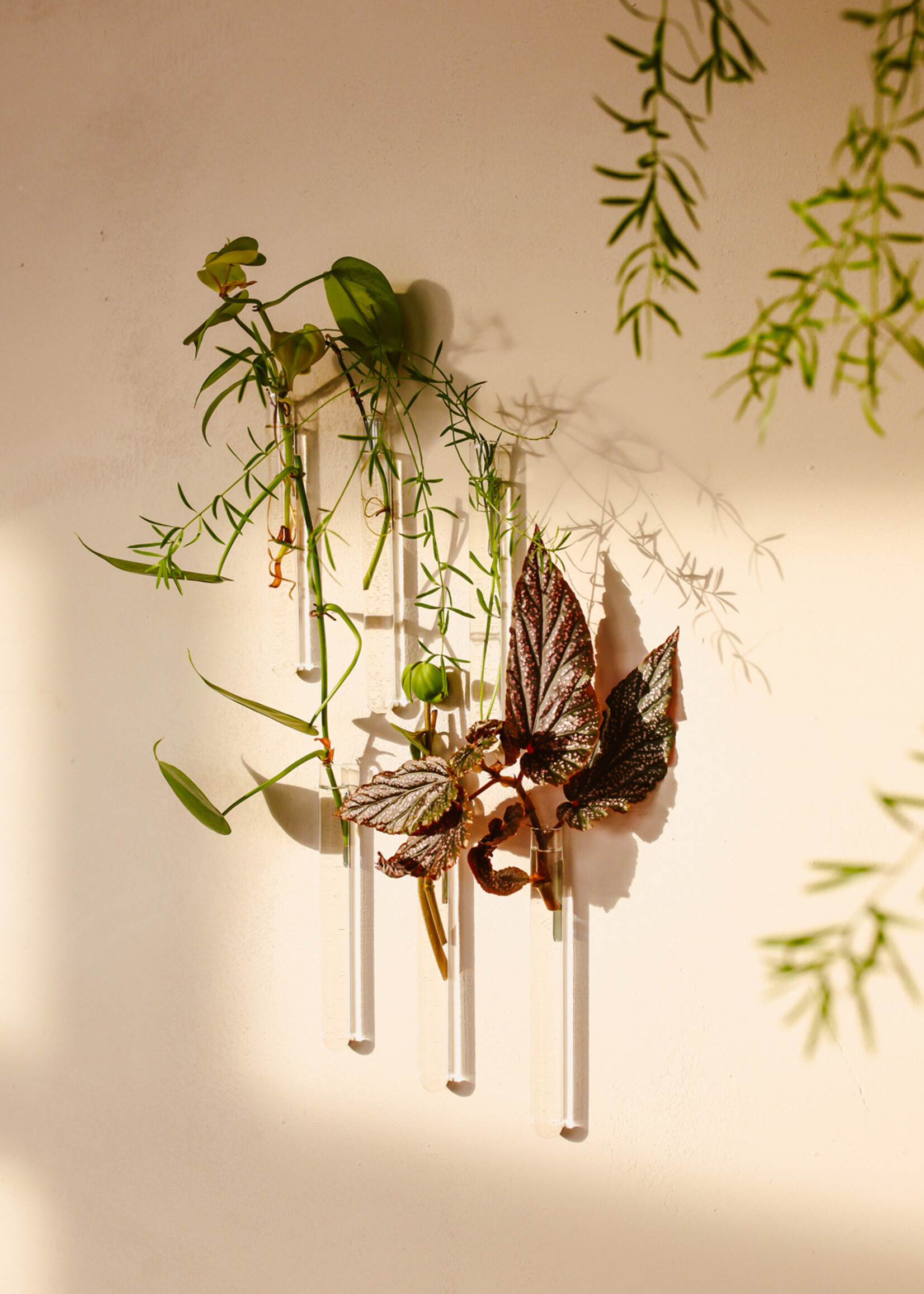 Muurbloempjes Muurbloempjes - Transparant