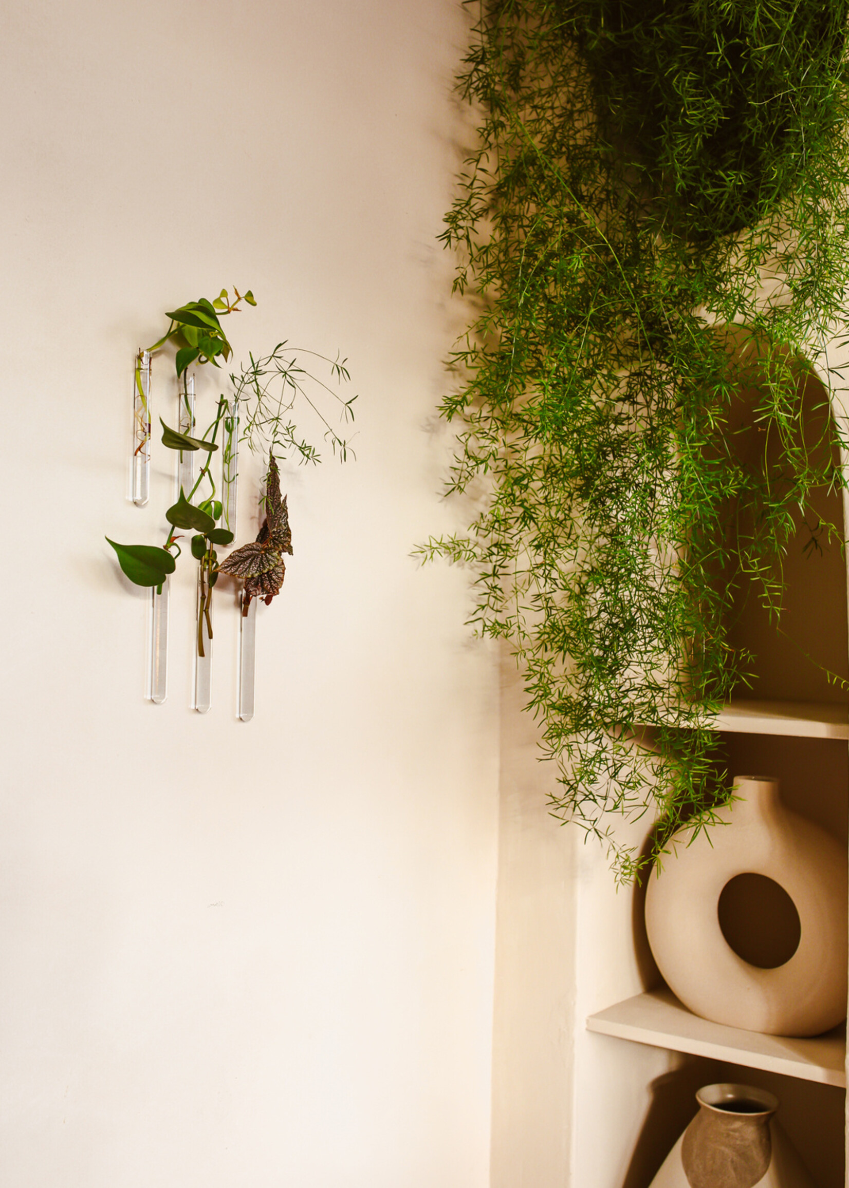 Muurbloempjes Muurbloempjes - Transparant