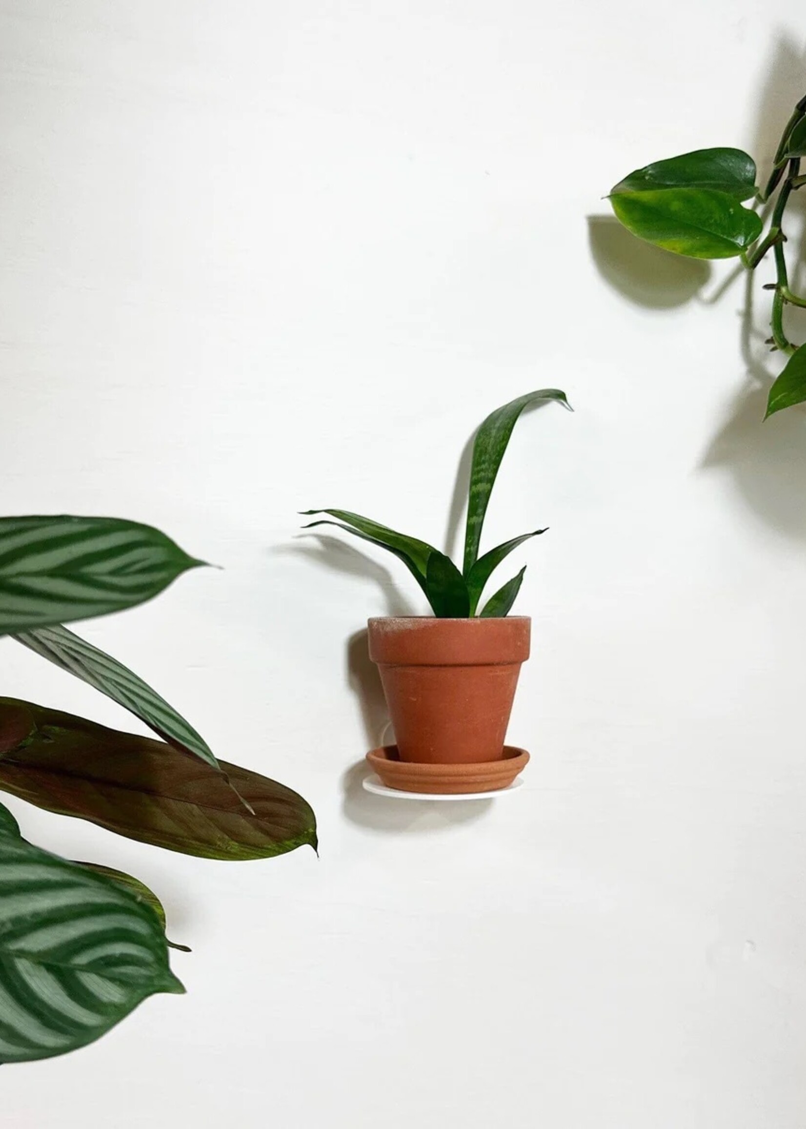 Befold Befold - plankje rond - Wit