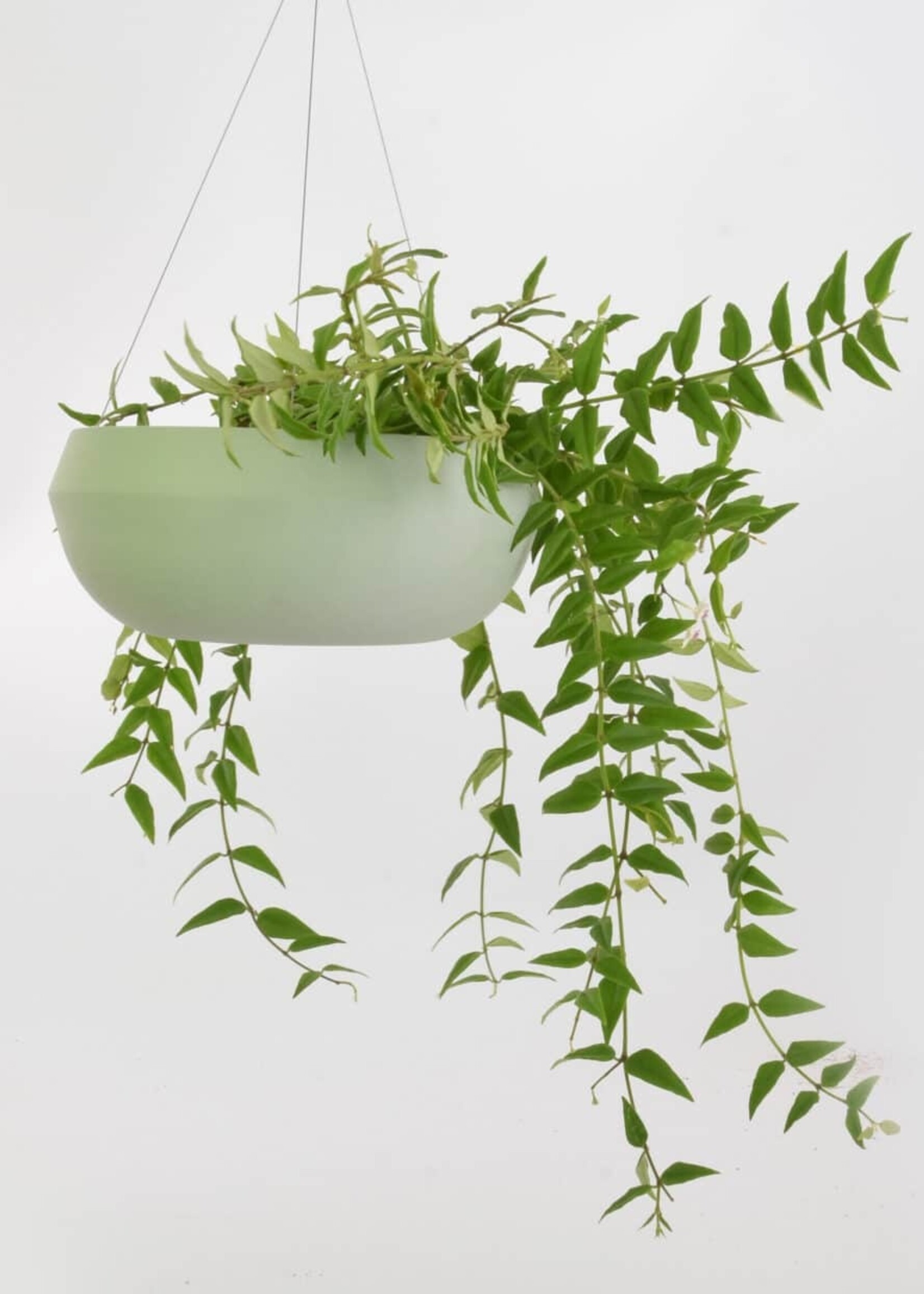 Harm & Elke Harm & Elke - Plantenpot hang - Large