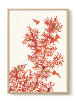 PSTR studio PSTR Studio - Poster 'Fire Bloom'