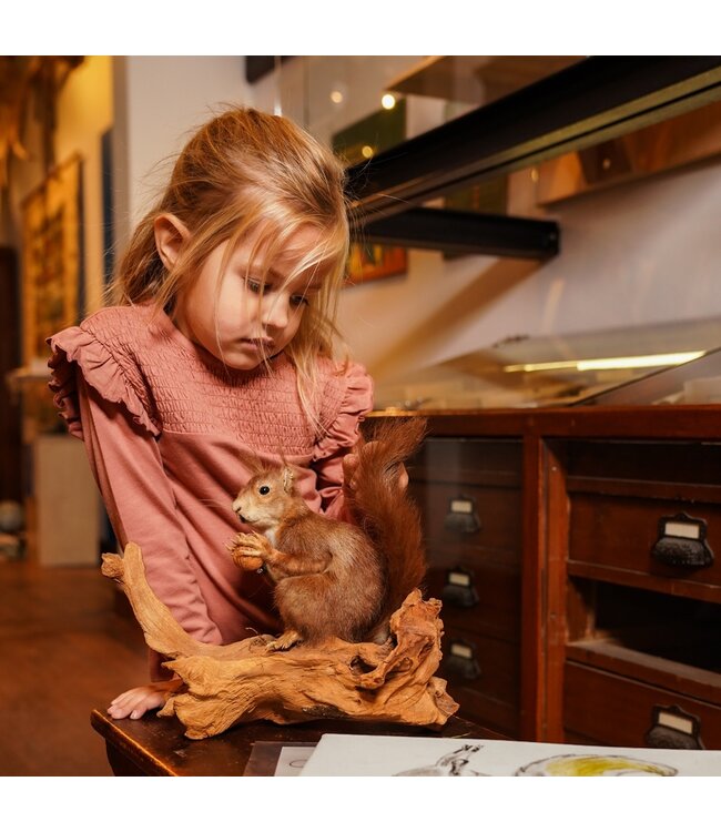 Koko Noko Longsleeve oudroze frilled