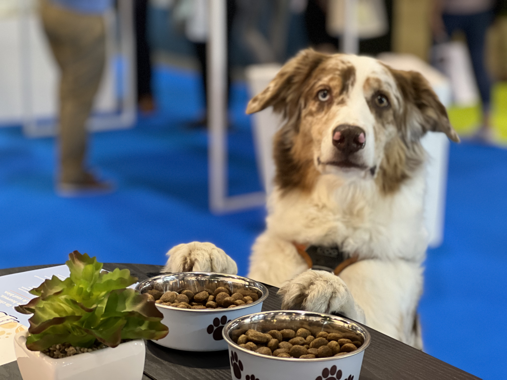 Hoe voeding het gedrag van je hond kan beïnvloeden