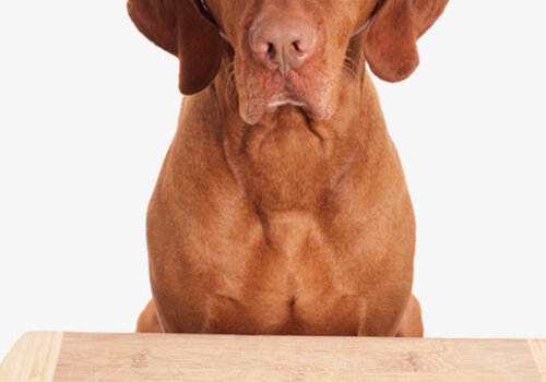 Hond