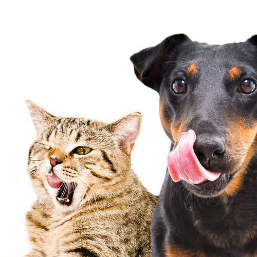 Voedingsdeskundige Voedingspraktijk Hond & Kat