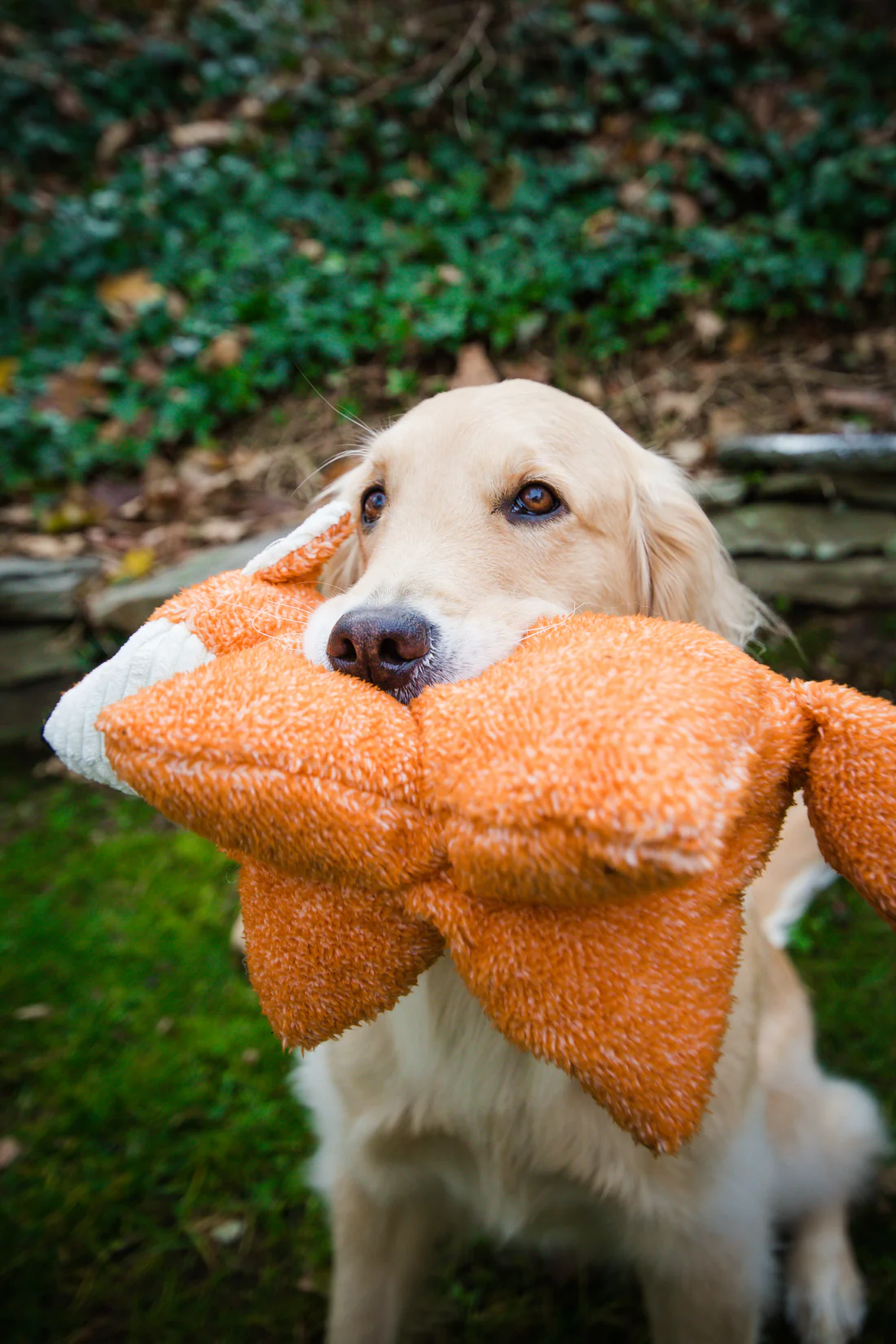 hugglehounds-quooshie-fox-labrador