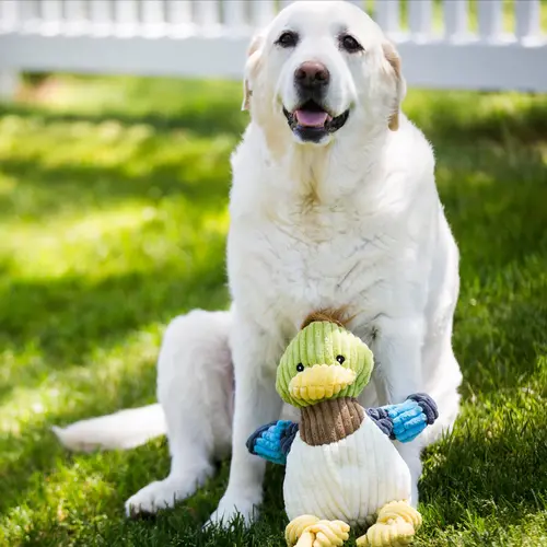 HuggleHounds Dilly Duck Knottie , stevig duurzaam speelgoed