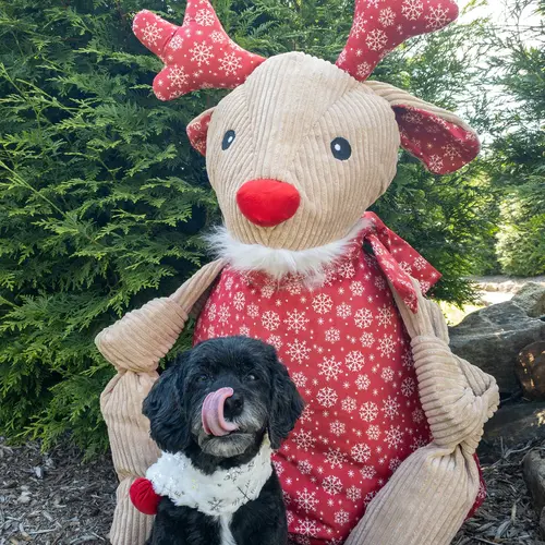 HuggleHounds Jingle all the Way Rudy Christmas Knottie, stevig duurzaam speelgoed HuggleHounds Jingle all the Way Rudy Christmas Knottie, stevig duurzaam speelgoed