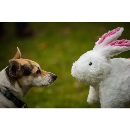 HuggleHounds Squooshie™ Bunny