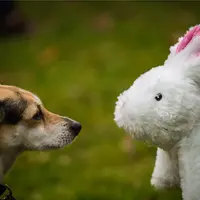 "Hufterproof" hondenspeelgoed..... Waar of niet waar? Kies het juiste speelgoed voor jouw hond!