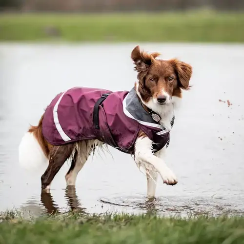 Regenjassen voor de hond