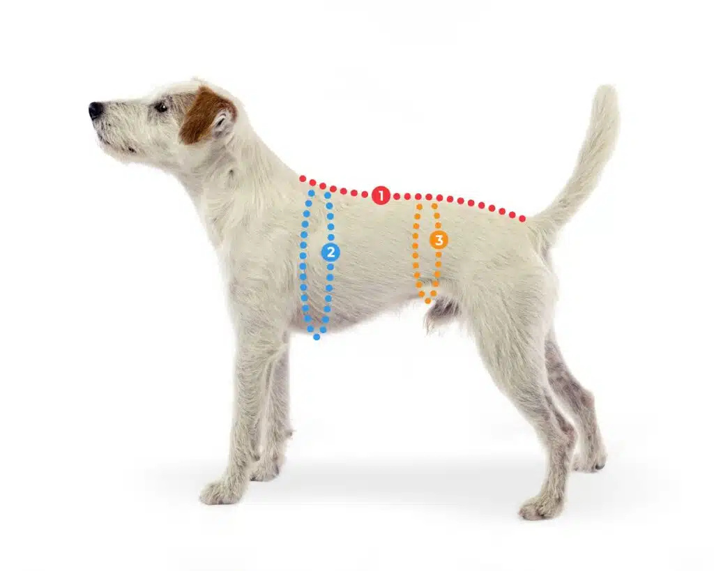 Maten-nemen-hond