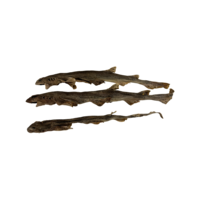 Catshaai gedroogd