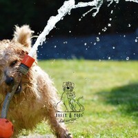Je huisdier in de zomer