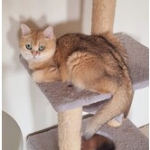 Britse korthaar Quincy poes, poes
