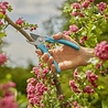 Gardena Gardena - Snoeischaar EasyCut - Bypass-snede - 20 mm snoeidiameter