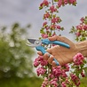Gardena Gardena - Snoeischaar EasyCut - Bypass-snede - 20 mm snoeidiameter