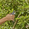 Gardena Gardena PremiumCut Pro Fresh Wood Snoeischaar - Bypass Tuinsnoeischaar - 24 mm - Voor Verse Takken en Jong Hout