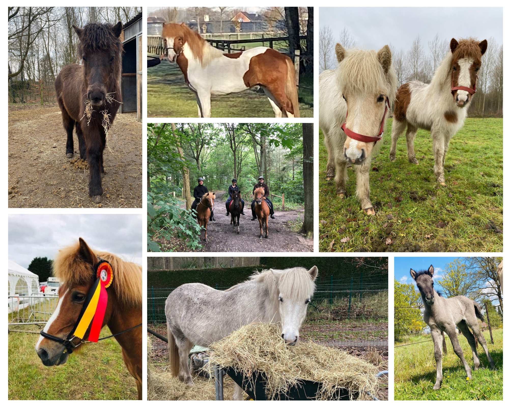 Het Schaef: paarden te koop - Stoeterij Het Schaef