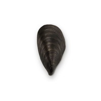 Mussel Shell Bathroom Wall Bronze