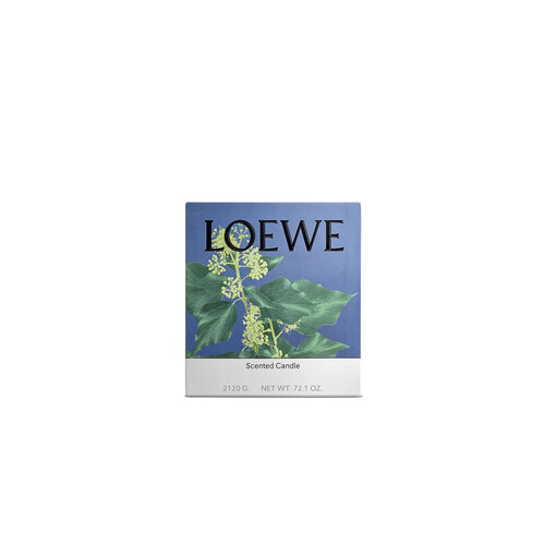 LOEWE Large Ivy Candle