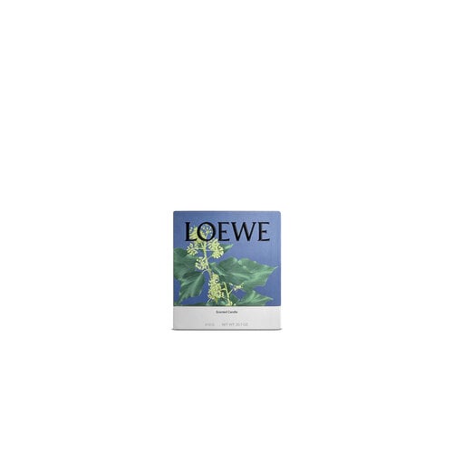 LOEWE Medium Ivy Candle