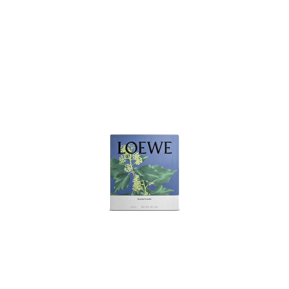 LOEWE Medium Ivy Kaars