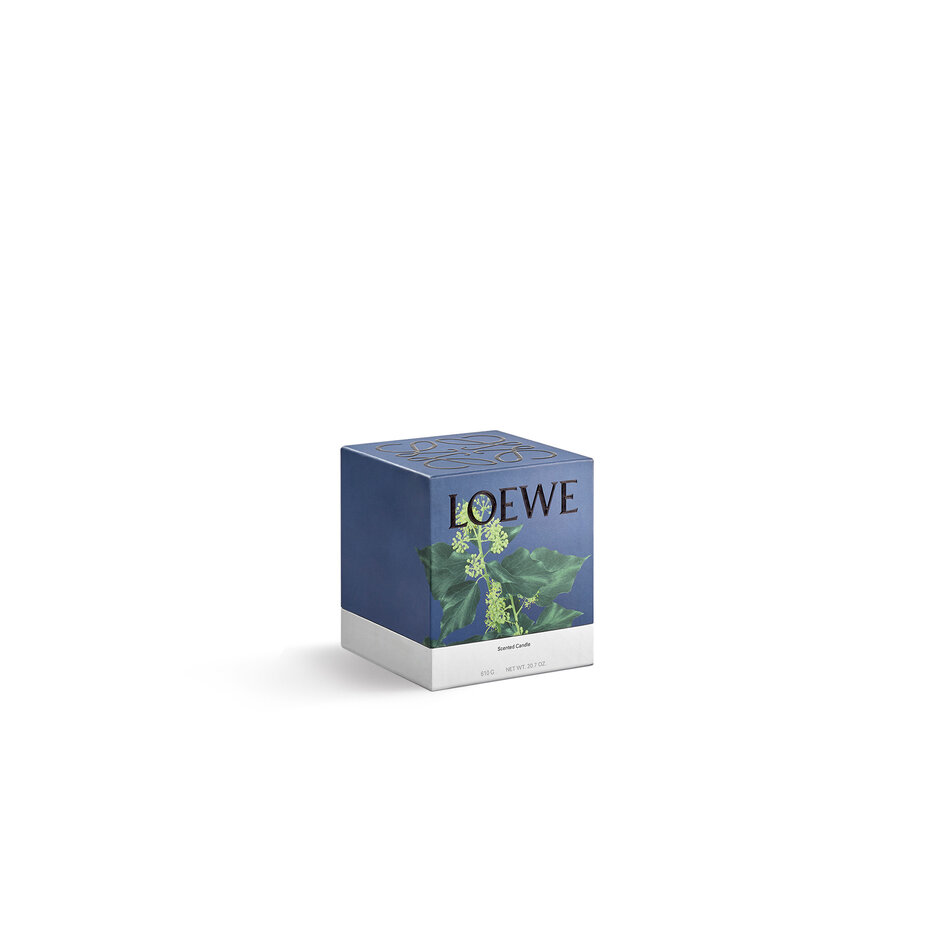 LOEWE Medium Ivy Candle