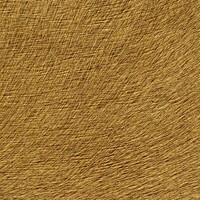 Indomptee - Movida - Tatouee D'or